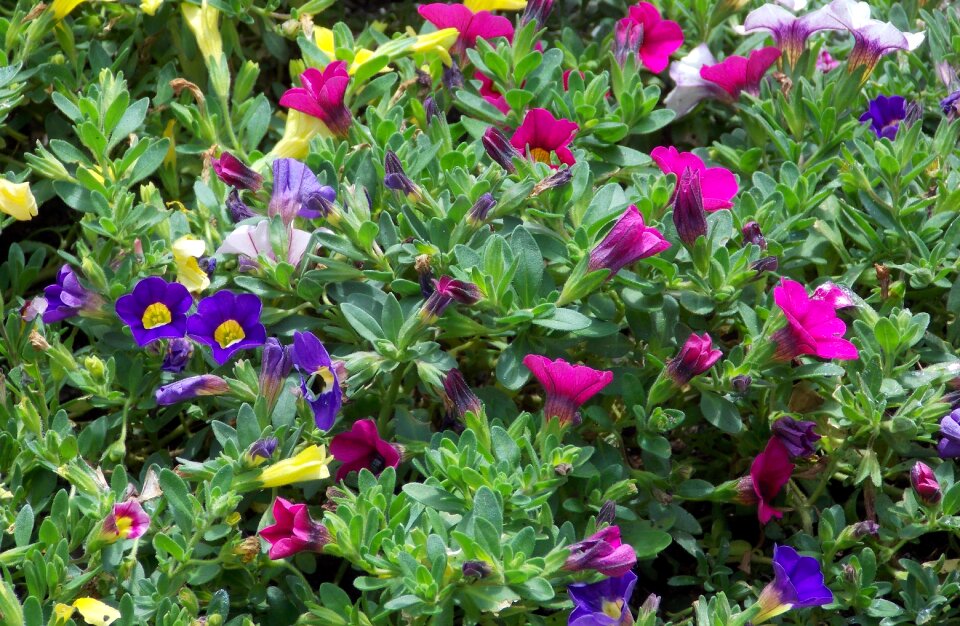 Nature blossom summer