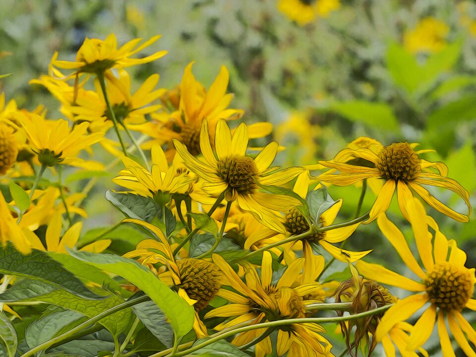 Plants flowers nature
