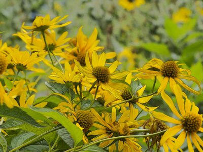 Plants flowers nature