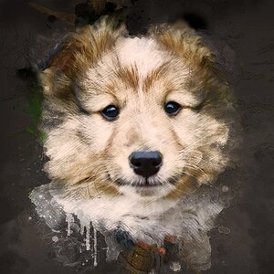 Shetland sheepdog mascot animal