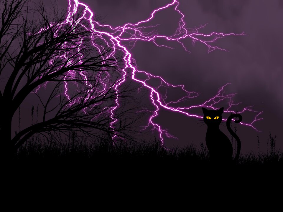 Electricity black cat fear