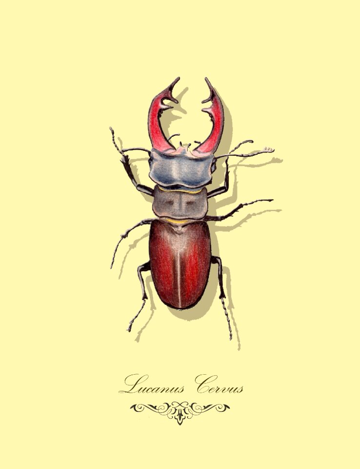 Drawing fauna Free illustrations