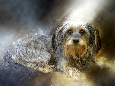 Canine portrait animal