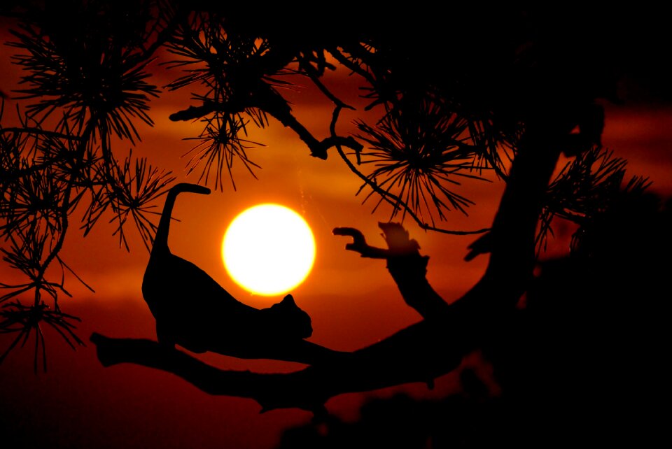 Dusk evening feline