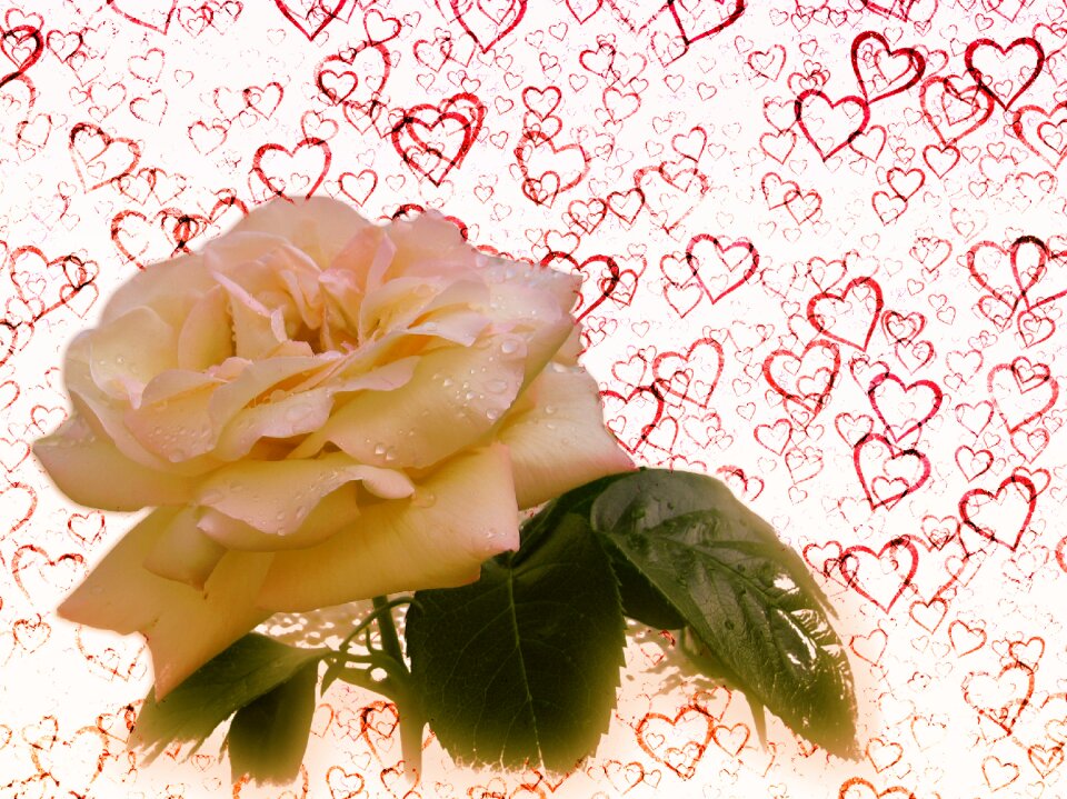 Love heart heart shaped red