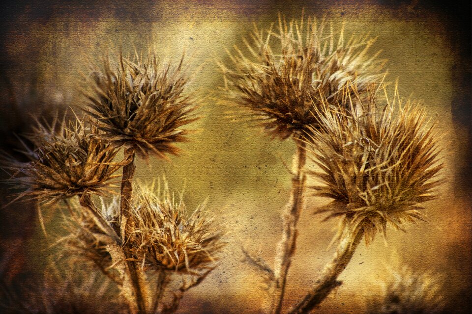 Thorns desert nature