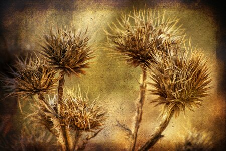 Thorns desert nature