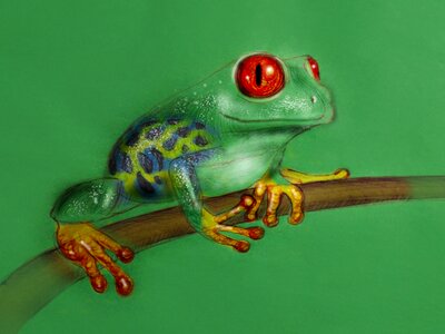 Toad exotic tropics