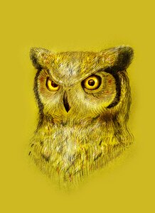 Illustration animals the barn owl