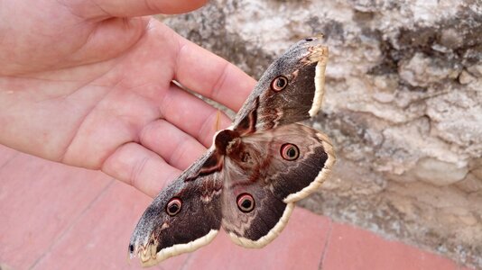 Wings insect giant