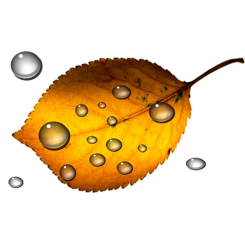 Forest leaves Free illustrations