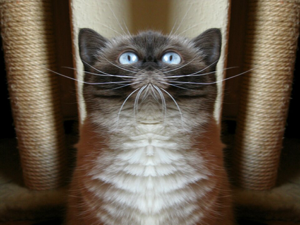 Funny british shorthair mieze