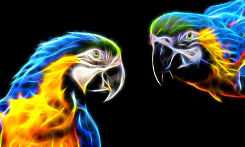Tropical exotic plumage