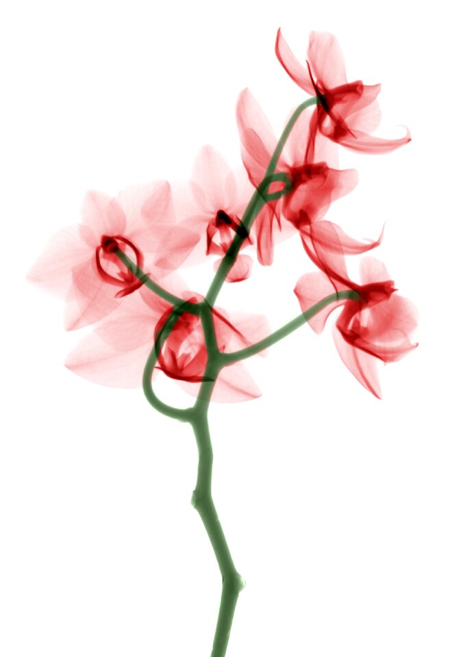 Technology science orchid