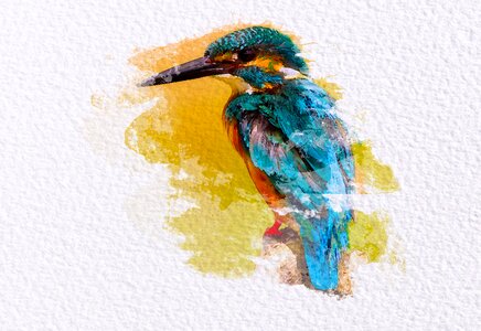 Color watercolor kingfisher