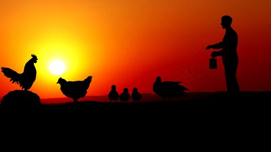 Hen cock duck
