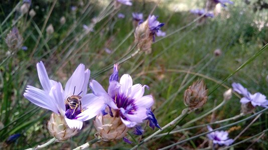 Flower wild flower spring