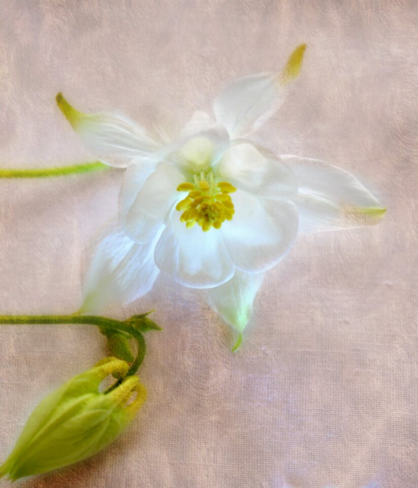 Illuminated delicate garden flower
