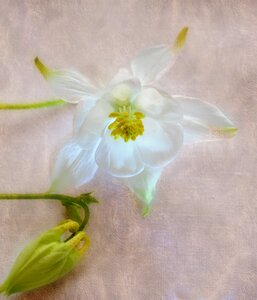 Illuminated delicate garden flower
