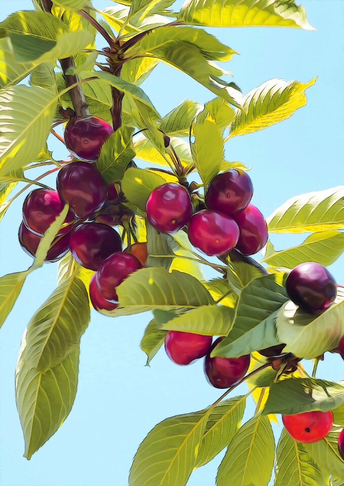 Cherry summer delicious