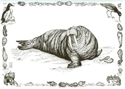 Creature beach mammal