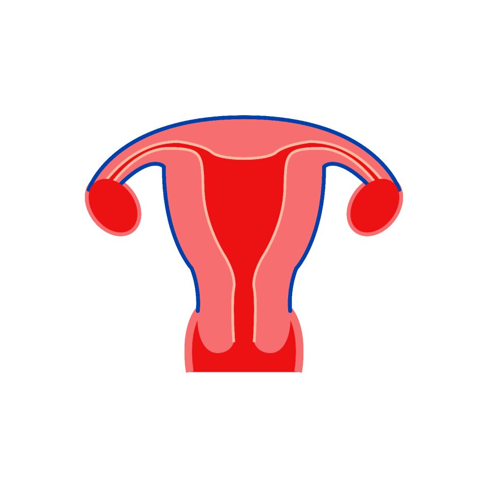 Uterus shape the uterus model Free illustrations