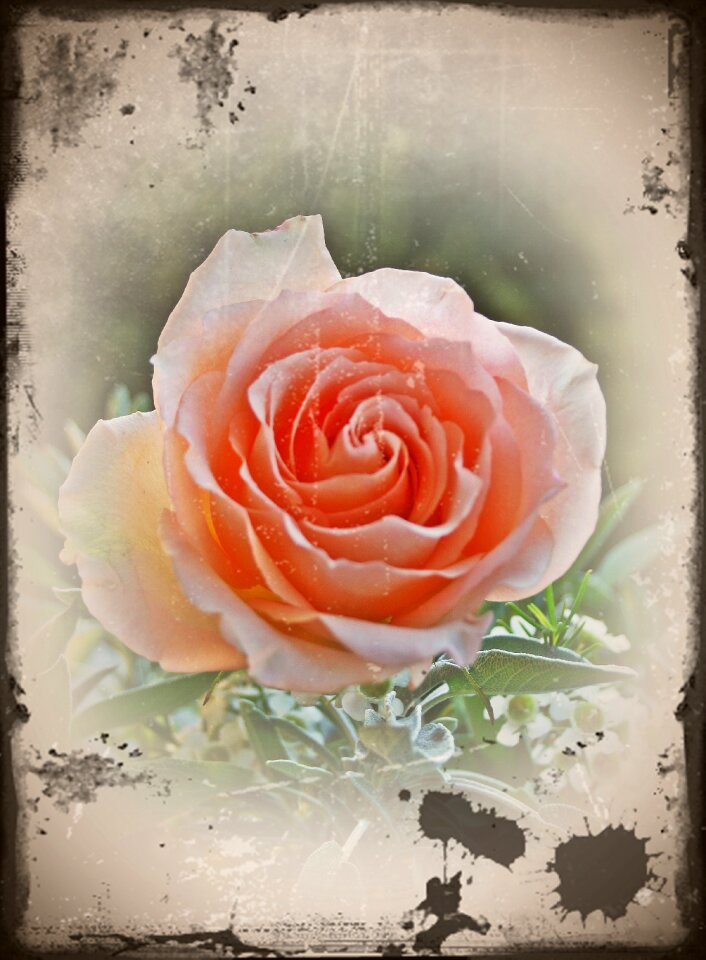 Romance rose valentine's day