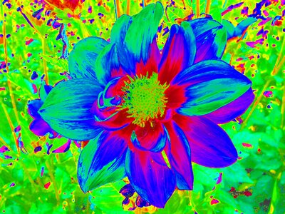 Blossom bloom plant