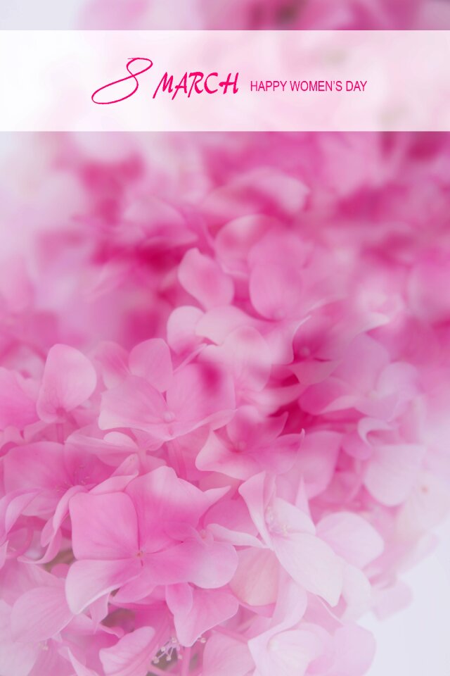 Design holiday pink