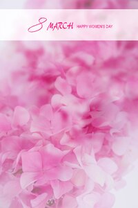 Design holiday pink
