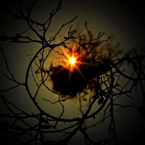 Sun nest kahl