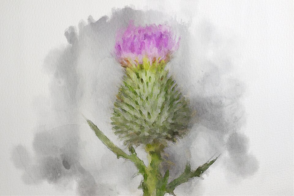 Nature plant summer