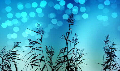 Blue color Free illustrations