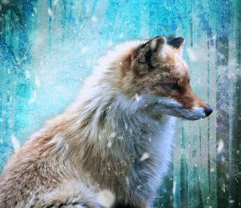 Winter snow Free illustrations