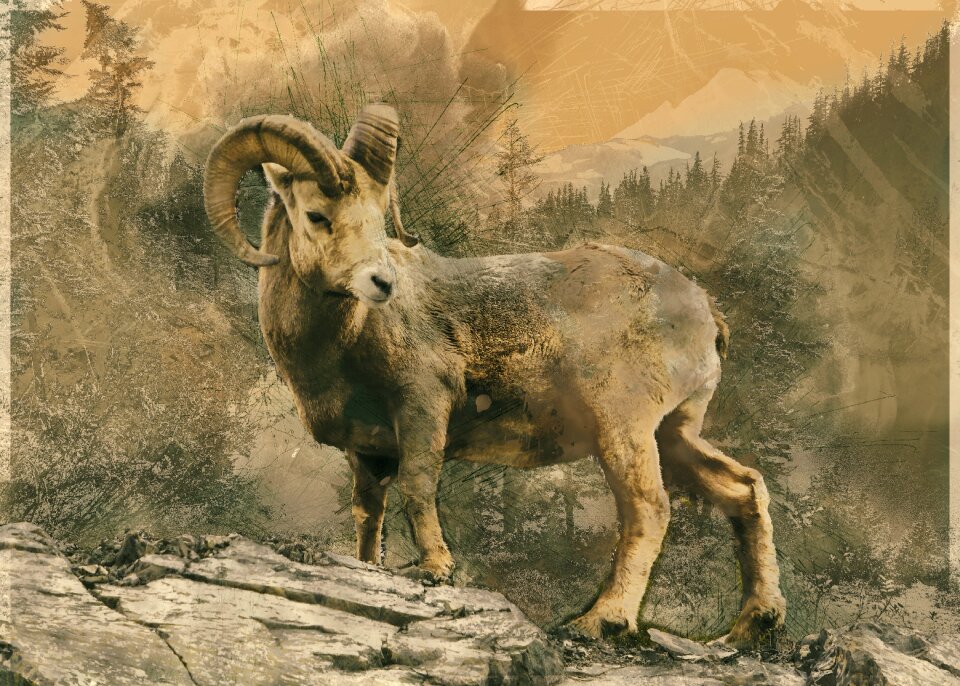 Ungulate climbing national park