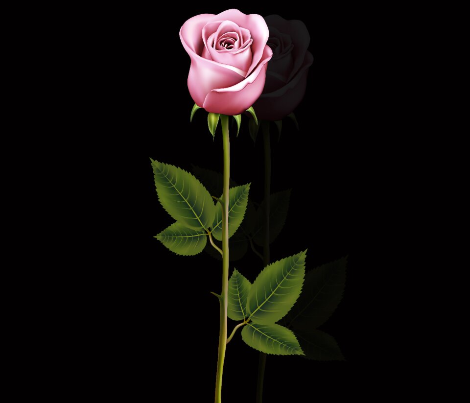 Nature love rosa