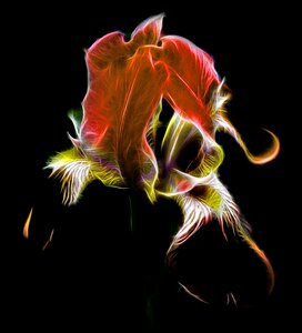 Light red nature flower