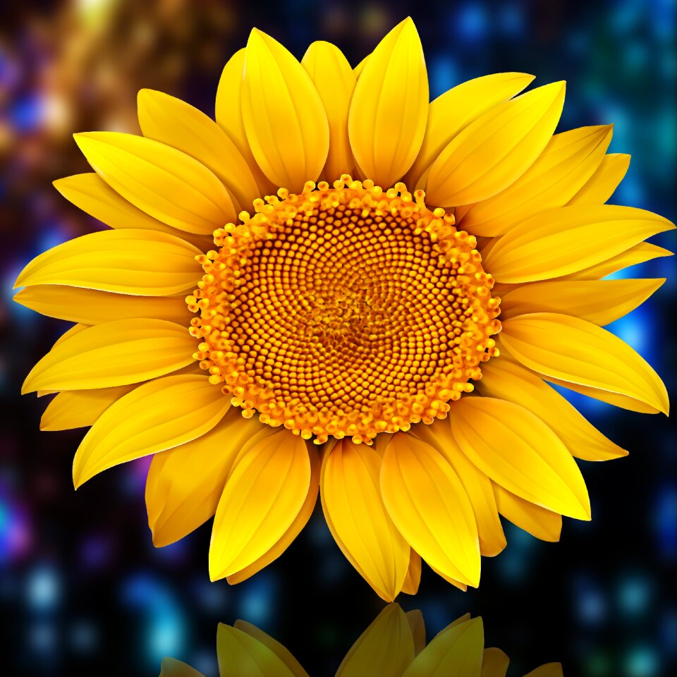 Nature petal sunflower