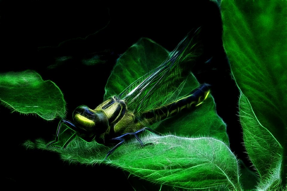 Big dragonfly insect nature