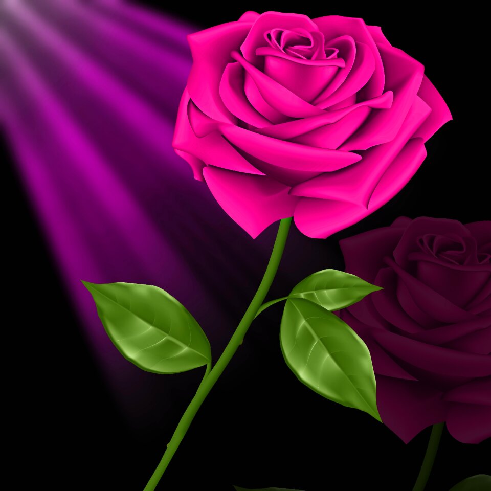 Leaf nature rosa