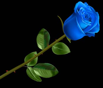Flower rosa pink blue