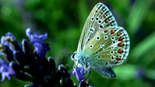 Butterflies lavender Free illustrations