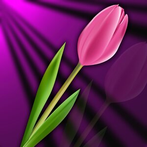 Plant tulipan pink background