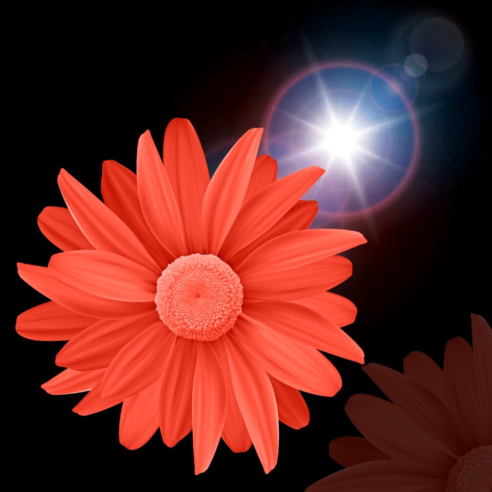 Background petals flowers