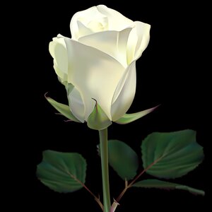 Plant summer white rose