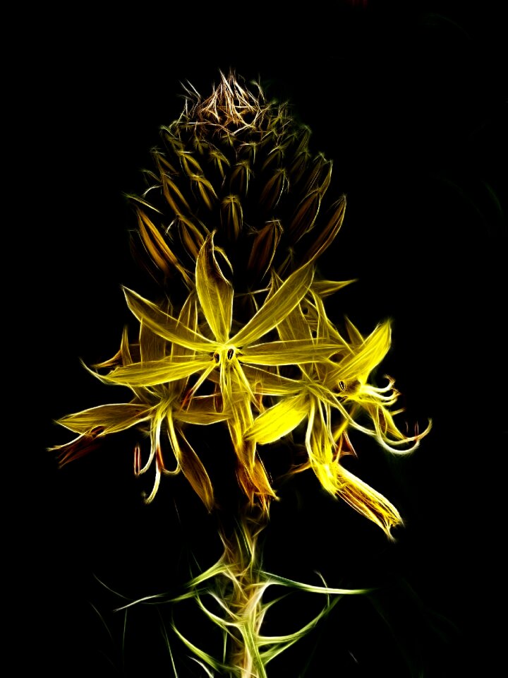 Nature flower garden plant