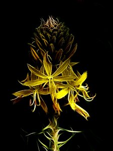 Nature flower garden plant