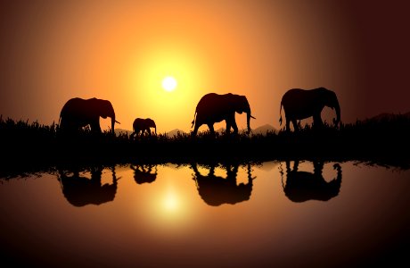 Safari elephant wildlife