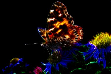 Edelfalter colorful butterfly