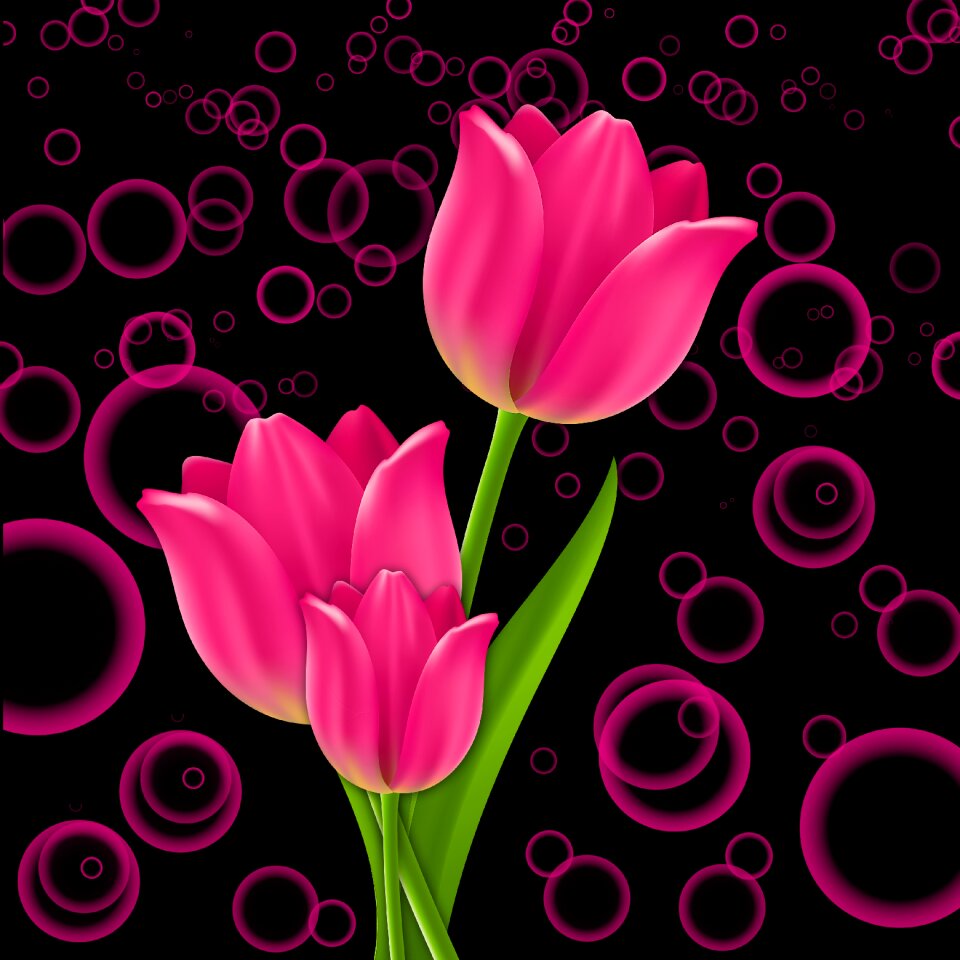 Tulip tulips pink